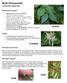 Bush Honeysuckle Lonicera species