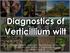 Diagnostics of Verticillium wilt Photo credit: Johnson, D.