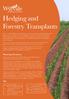Hedging and Forestry Transplants
