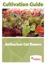 Cultivation Guide. Anthurium Cut flowers