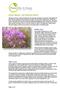 Edible Uses. Other uses. Allium Species - the Perennial Onions. Page 1 of 5
