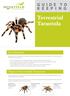 Terrestrial. Tarantula GUIDE TO. Introduction. Types of Terrestrial Tarantula
