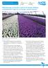 Maintaining successful control of downy mildew in protected crops of cut flower column stocks