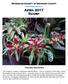 Bromeliad Society of Broward County.   April 2017 Scurf. Tillandsia leoboldiana
