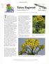A1]0fl01J06b323]J. Tansy Ragwort. Senecio jacobaea L. irrigated or nonirrigated pastures, lands, perennial seed