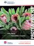 Product: Protea Pink Ice Botanical name: Protea neriifolia P. susannae. Quality specifications for Australian wildflowers