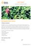 Renegade Red Clover. Trifolium pratense. Seed agronomy table