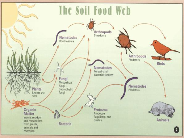 BIOLOGICAL CHARACTISTICS OF SOILS MAY BE A TON OF MICROORGANISMS IN AN ACRE OF