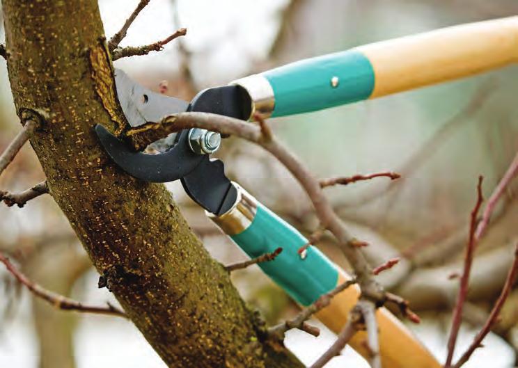Pruning Now is the perfect time to prune your trees before spring. Why? Pruning dormant branches results in a huge burst of new growth in the spring.