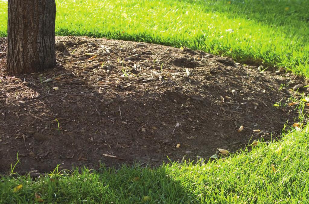 Mulch You should keep a layer of mulch around the bases of your trees and shrubs throughout the winter. A 2-4 layer is a great insulator.