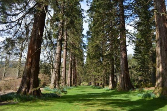 5.0 The Garden Benmore is a beautiful Garden in a mountainside setting, steeped in history and surrounded by dramatic scenery.