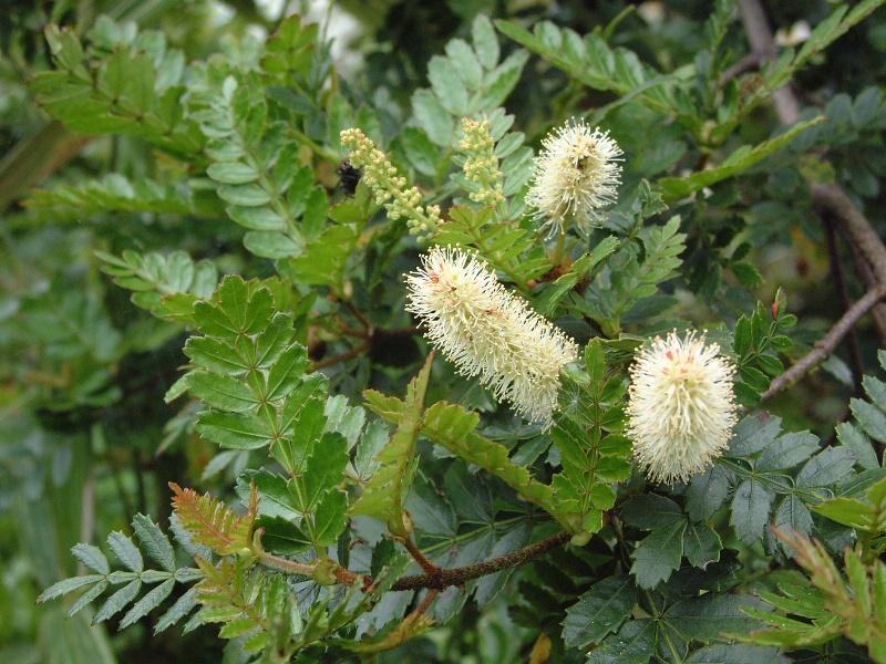 Solander s name and description of the new plant, Weinmannia silvicola, was eventually published by Alan Cunningham in 1839 4 along with other plants which the latter collected in the North Island of