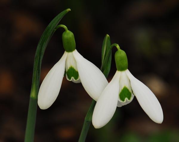 Quite a few years back, Dr. Molly Sanderson was visiting and, as they walked the garden, she took note of one snowdrop which was quite distinct, a double snowdrop with very deep green colouration.
