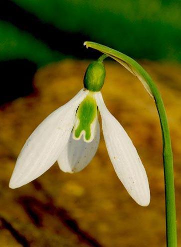 Although Snowdrops have been just one area of interest for him he has produced a number of them which are very promising and which should, we hope, be further distributed in coming years as numbers