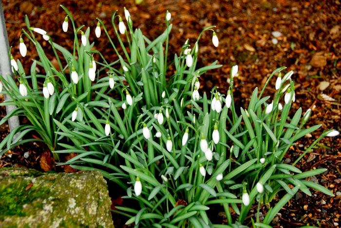 Willie has also worked to save as many of these snowdrops as possible so that others may continue to enjoy them now that Liam has, unfortunately, departed this life.