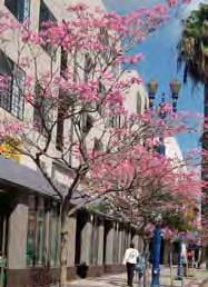 SECTION 5 streetscape + public realm standards STREET TREES Street trees should enhance both the pedestrian and vehicular experience throughout Downtown Long Beach.