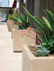 Plants with colorful foliage, such as Phormium tenax, can provide good accents in the landscape.