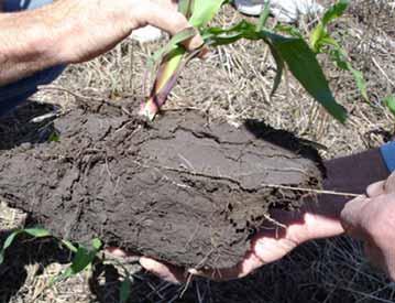 Compaction effects on plant growth Surface compaction Shallower-than-expected planting depth Poor seedling emergence