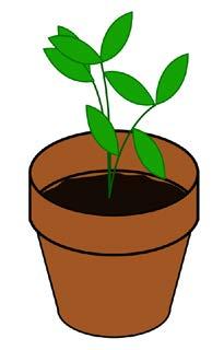 What are Plants? Plants are living things that grow. We see plants all around us. Inside your house, you might have house plants. These plants grow in small pots inside a building.