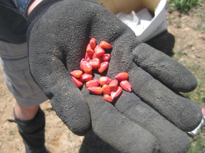 Seed Production Principles Improving seed quality Seed treatment (fungicide,
