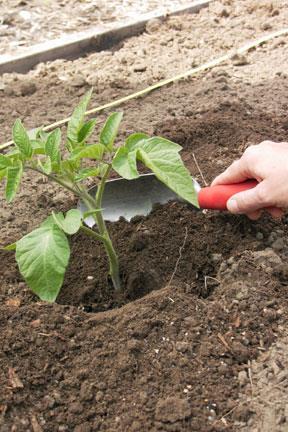 Stand Establishment Transplanting Crops typically transplanted: Tomato Cauliflower Celery