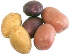 Vegetative Propagation Methods: Cuttings (sweet potatoes, taro, cassava)