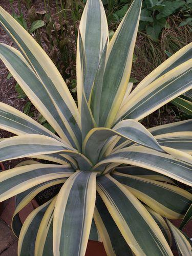 Variegated Weber s Agave Agave weberi Arizona Star Up to 4-5 tall x 6-8 wide Full sun to partial shade 10-15 degrees F.