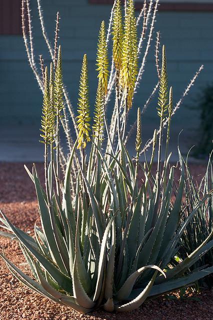 Medicinal Aloe Aloe barbadensis or Aloe vera Up to 2 tall x 3 wide Moderate Full sun to partial shade 25 degrees F.