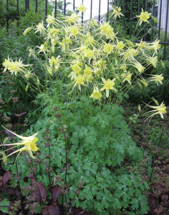 Golden Columbine Aquilegia chrysantha Up to 3 tall x 3 wide Semi- Moderate to ample Full sun to partial shade -30 degrees F.