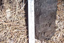 Thin Dark Surface User Notes: This indicator describes soils with a very dark gray or black near-surface layer at least 5 cm (2 inches) thick