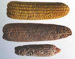 White) Principles of Grain Storage (AEN-20), Aeration, Inspection, and Sampling of Grain in Storage Bins (AEN-45), Aflatoxins in Corn (ID-59), Mycotoxins in Corn Produced by Fusarium Fungi (ID-121).