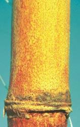 Stalk Rot Cause: Stenocarpella maydis (= Diplodia maydis), Gibberella zeae (= Fusarium graminearum), Fusarium verticillioides (= Fusarium moniliforme), Macrophomina phaseolina, Colletotrichum