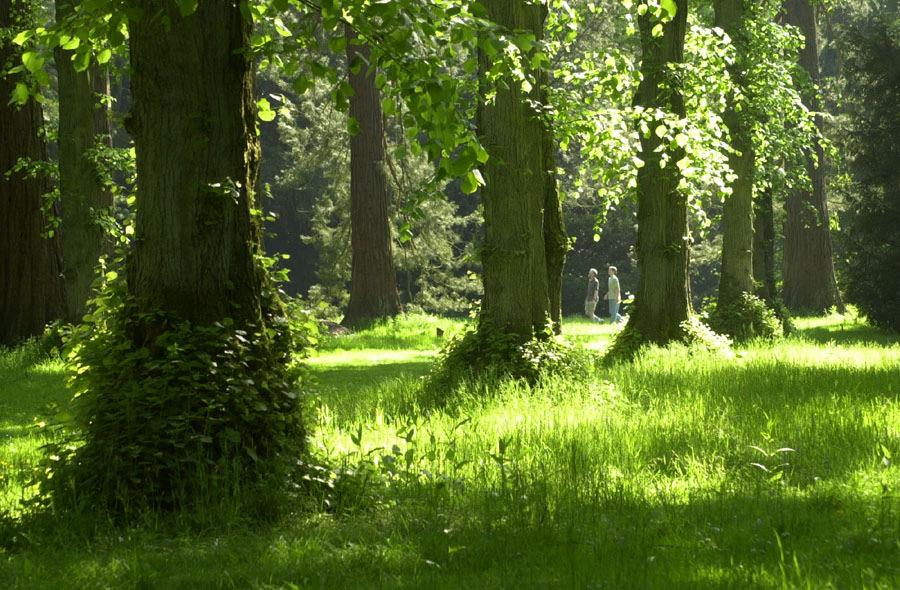 Find a sunny woodland glade with interesting places and plants to explore.