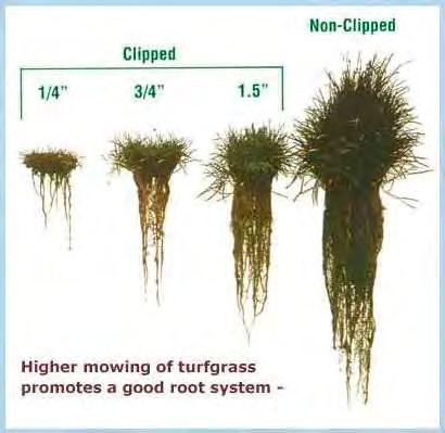 Cutting Height Root mass is proportional to cutting height Lower cutting