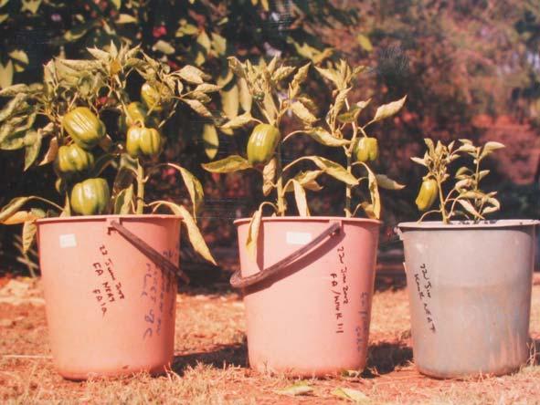 Examples of successful vegetable production in containers. 1. Growing plants on neat Fossa alterna humus Several types of plant can be grown on unmixed, neat humus from the Fossa alterna pit.