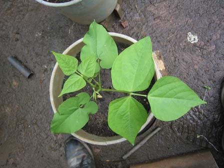 However the best way is to mix the humus with garden or leaf compost. Pepper is normally grown in beds.