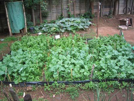 After 4 weeks a good harvest of green vegetables has grown ready for the first cropping.