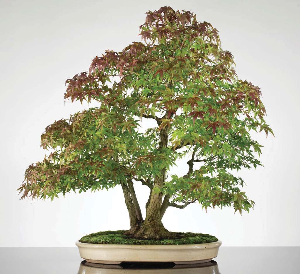 The Midwest Bonsai Society invites you to