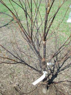 Even if there are buds forming, the branch will eventually die, and it will need to be pruned.