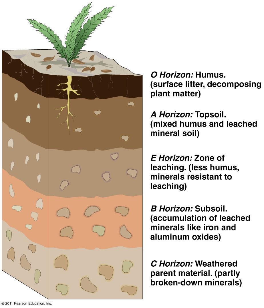 Soil Profiles Subsurface Layers (Cont.