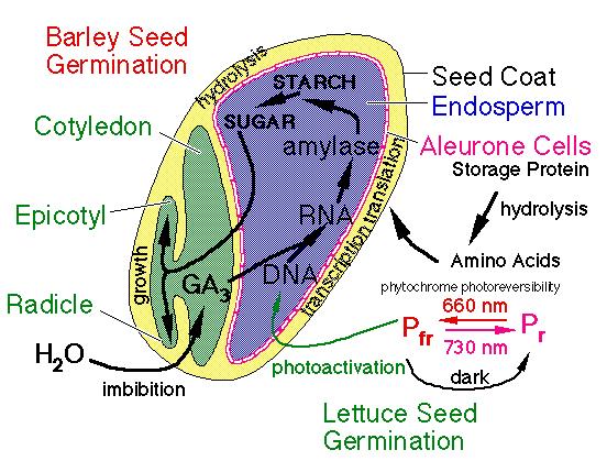 Physiological Process 1.Seed Coat absorbs water 2.Water moves into the inner membrane 3.Starch breakdown machinery activated 4.Cells multiply and elongation begins 5.