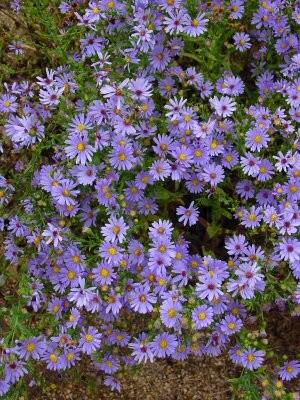 Smooth Aster - Aster laevis Full Sun Dry to Average soil moisture Height/Width: H: 2-4 Bloom Time: August-October Comments: This is a beautiful long blooming