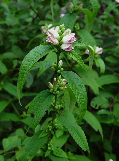 Turtlehead - Chelone glabra Full to Part Sun to Average to Wet Soil Height/Width: H: 3-5 Blooms: White to pink; Late
