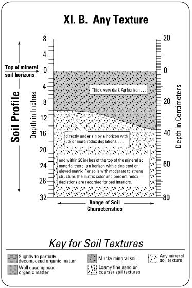 IX.SPODOSOLS. Mineral soils having a spodic horizon and one of the following morphologies: B.