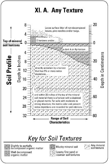 IX. SPODOSOLS. Mineral soils having a spodic horizon and one of the following morphologies: C.