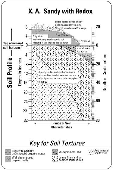 X. SANDY WITH REDOX. Soils that do not have a spodic horizon and: A.
