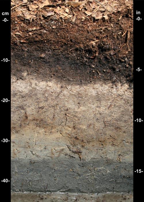 4 Field Indicators of For soils with thick, dark surface layers, deeper examination may be required when field indicators are not easily seen within 20 inches (50 cm) of the surface.