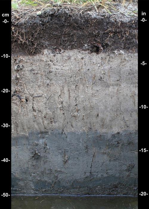 12 Field Indicators of more thick, starting within 15 cm (6 inches) of the soil surface (fig. 13). User Notes: Mucky is a USDA texture modifier for mineral soils.