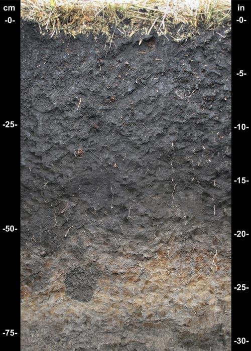 depleted or gleyed matrix (fig. 17). This indicator is most often associated with overthickened soils in concave landscape positions.