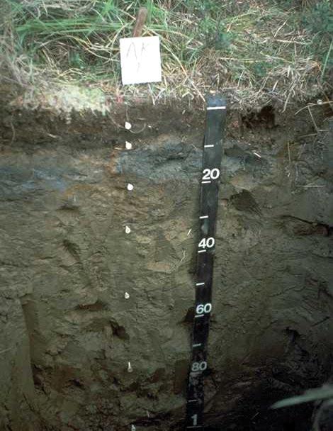 Hydric Soils 15 A13. Alaska Gleyed. For use in LRRs W, X, and Y.